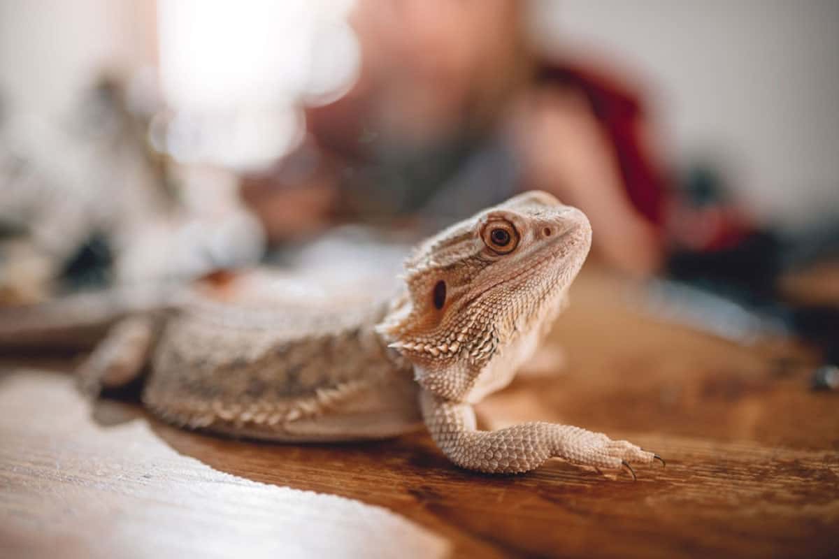 Bearded Dragon Tank 