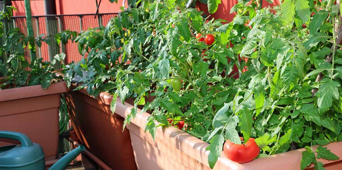 tomatoes containers